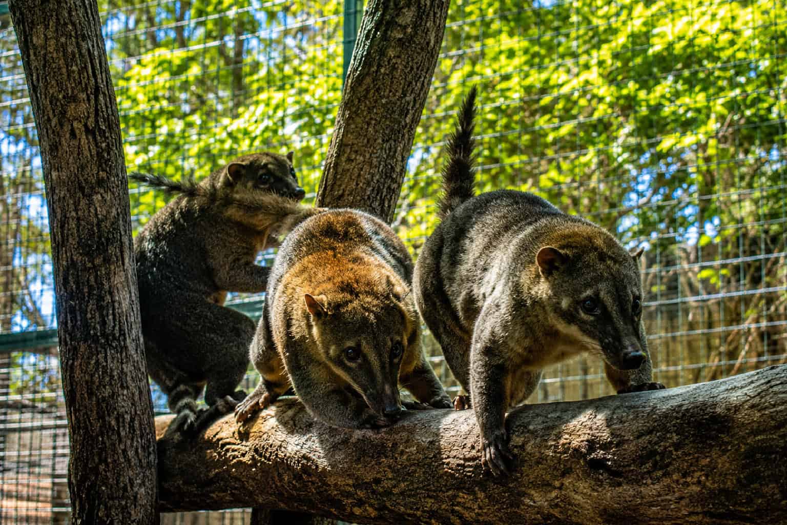 Darling Downs Zoo