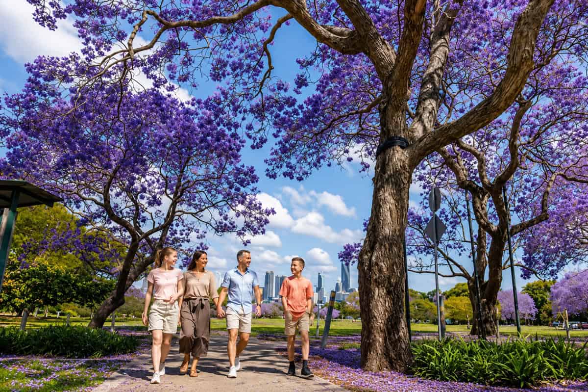 Jacaranda Season