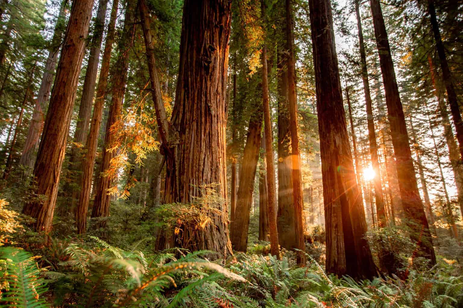 Redwood Park